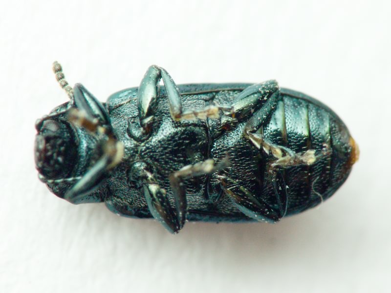 Prasocuris junci (Brahm, 1790)